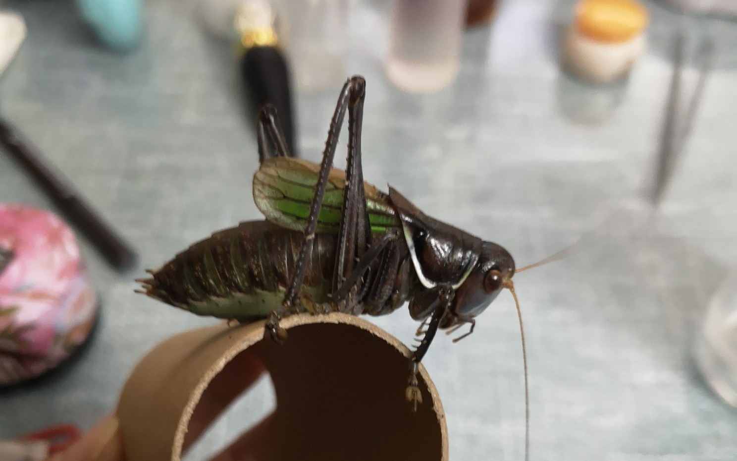 鸣虫(油葫芦,蛐蛐,蝈蝈)—如何饲养和容器的选择