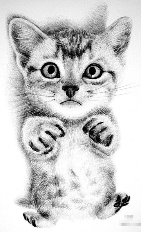 素描,猫的五官画法和画猫的的方法
