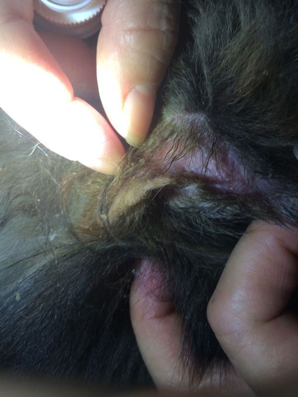 狗狗耳朵上面和背后都有红肿,然后起皮屑,还掉毛,已经