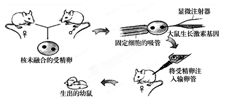 下图是显微注射获得转基因超级鼠示意图,回答下列问题: (1)上图为转