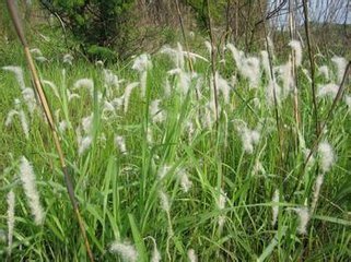 请问毛根是什么植物鲜茅根什麽样