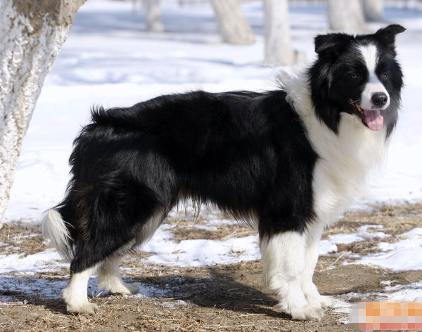 边境牧羊犬吃什么狗粮好? 搭配好营养又健康