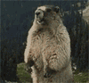 一只狗熊站着的啊的表情图gif