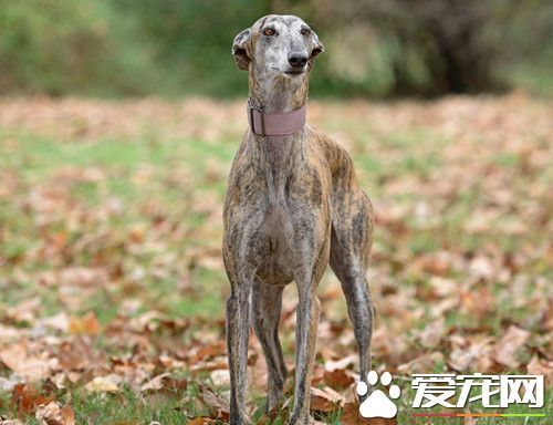 怎么分辨灵缇犬纯不纯 灵缇犬尾巴像箭一样