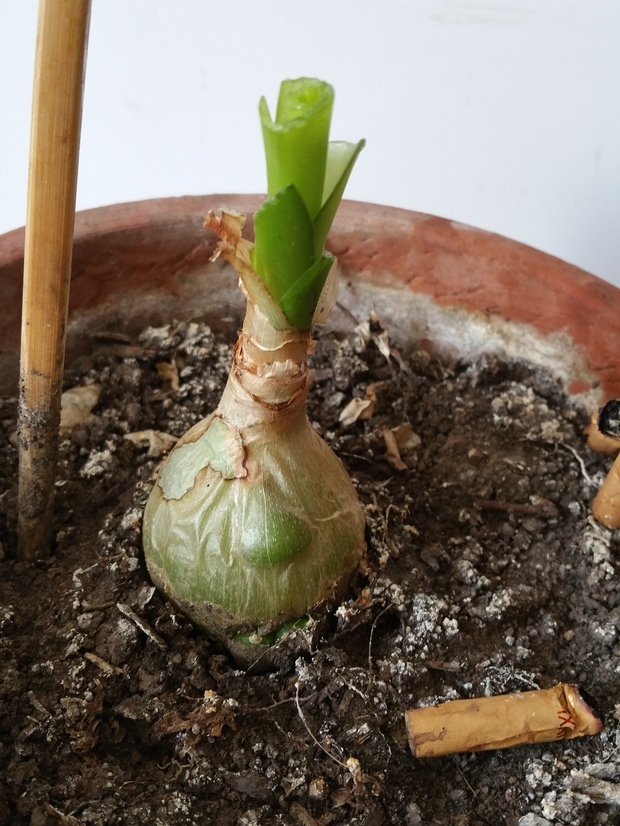 根像蒜头的植物 这是什么 有图片