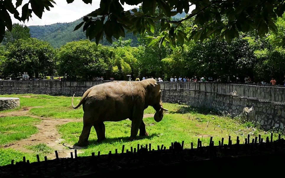 自己拍的大象 秦岭野生动物园,一件三联,谢谢大家