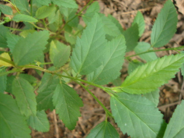 一种野生植物是互生叶,叶边有细齿.叶子揉后无特殊,不