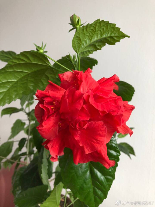 这是木槿花还是扶桑花?