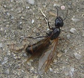 家里出现黑色翅膀的像蚂蚁一样的虫虫,是白蚁吗?