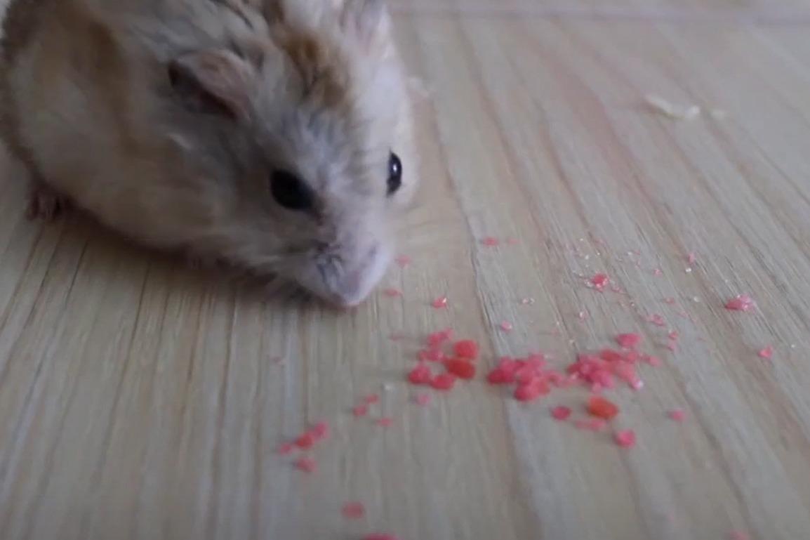 视频:仓鼠吃跳跳糖时会有我们一样的感觉吗?看表情你就知道了!