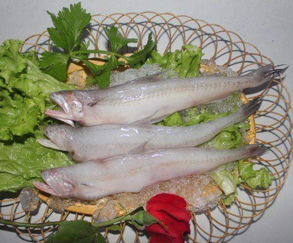 白色的鱼没有鱼鳞,一根刺是什么鱼?