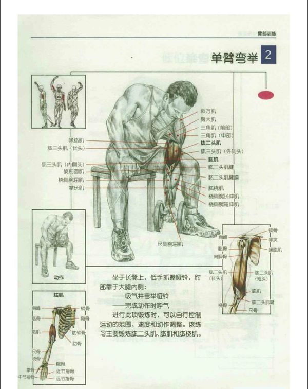 锻炼肱二头肌和肱三头肌的方法