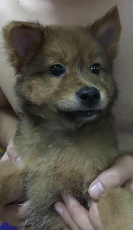 一只狗狗,鼻子尖尖的,像狐狸,棕色毛,请问是什么品种?