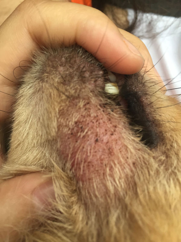 狗狗下巴长的是癣还是真菌感染?要怎么治疗啊.
