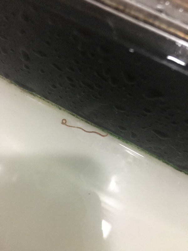 在洗手间地上发现这种红色长条虫,是什么?会不会是寄生虫?求专