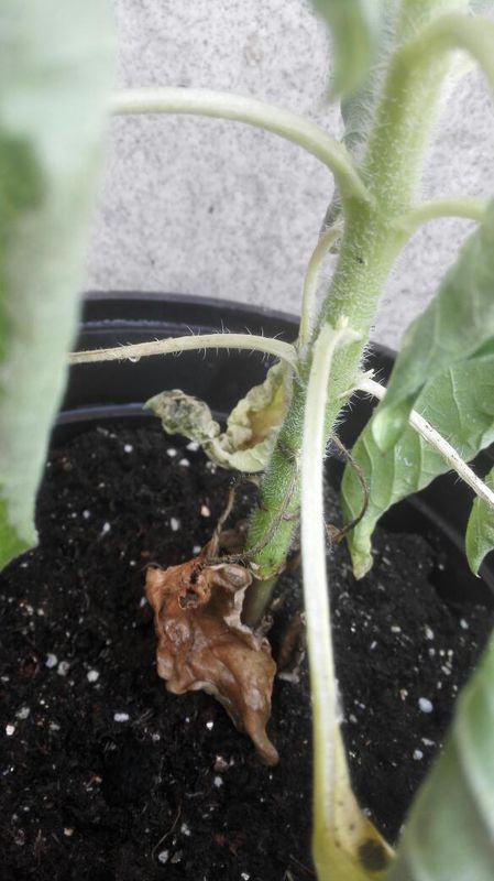 我的向日葵快干死了,叶子萎了,茎还是绿的,还有救吗?怎么办