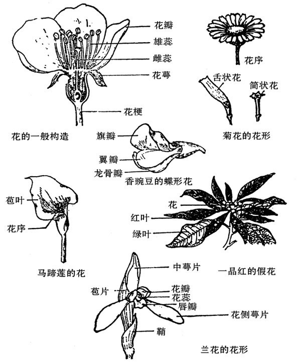 牵牛花的结构图画