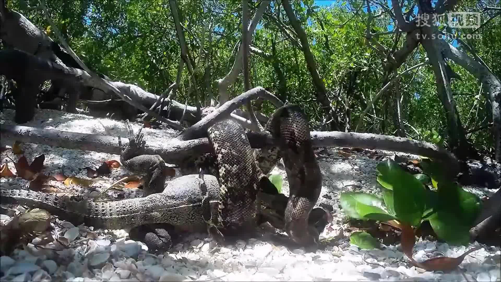 墨蟒蛇费力吞食大型蜥蜴 画面令人毛骨悚然