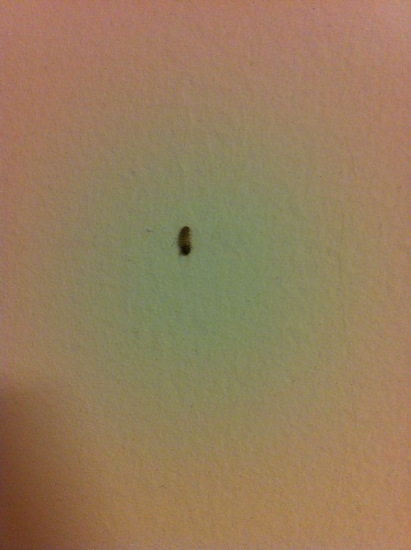 在家里发现一种小虫子,有次晒被子也看到了,求解,这是