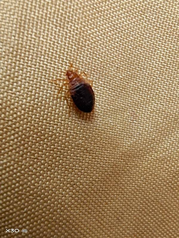 家里床上好多这种小虫子,好像是吸血的,被咬了痒的厉害,请问这是什么