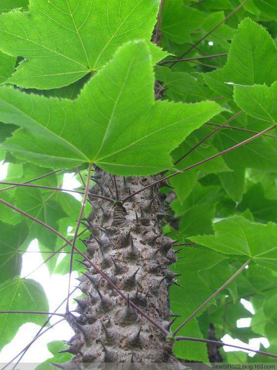 在广东粤西一种枝干长满小而尖利的刺的树叫什么树?