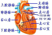 肺循环是指血液由右心室流入肺动脉,流经肺部的毛细血管网,再由肺静脉