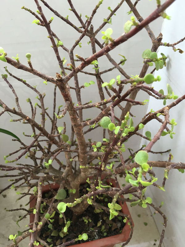 这种小圆叶子的植物叫什么啊?应该怎么养? 求大神告知