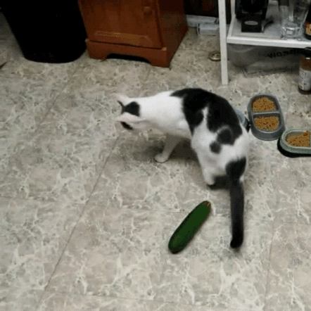 进食中的猫为何害怕黄瓜?