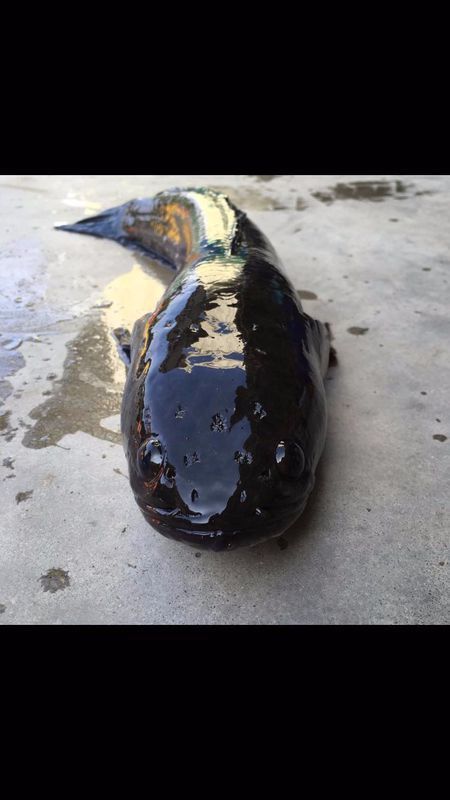 黑色 像鲶鱼 又像超大的蝌蚪状 是什么鱼?