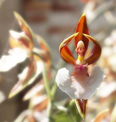 世界上有哪些奇花异草?