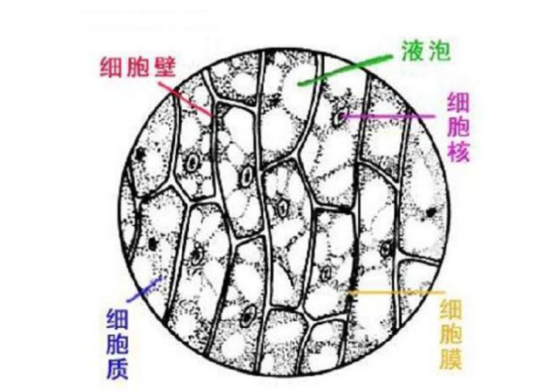 手绘的洋葱的细胞骨架图