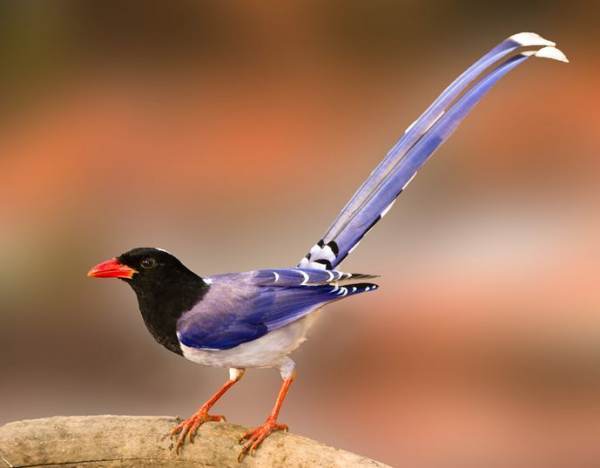 背上蓝色腹部白色红嘴壳尾巴还很长的鸟叫什么名字