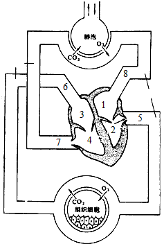 根据下面人体血液循环和气体交换示意图,回答下列问题