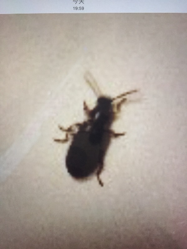 最近家里发现了好多黑色硬壳虫,是蟑螂吗?怎么出来的?