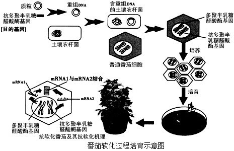 科学家们通过基因工程技术,培育出了抗软化,保鲜时间.