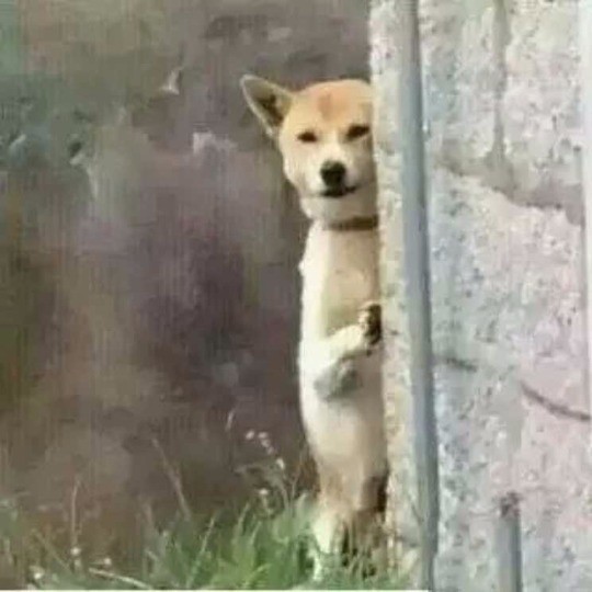 一只小柴犬站立靠墙,斜眼看一边,像是要偷袭别人,特别有表情,谢谢