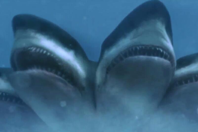 视频:三分钟看完惊悚片《 夺命五 头鲨》,一只鲨鱼5个头你见过吗?
