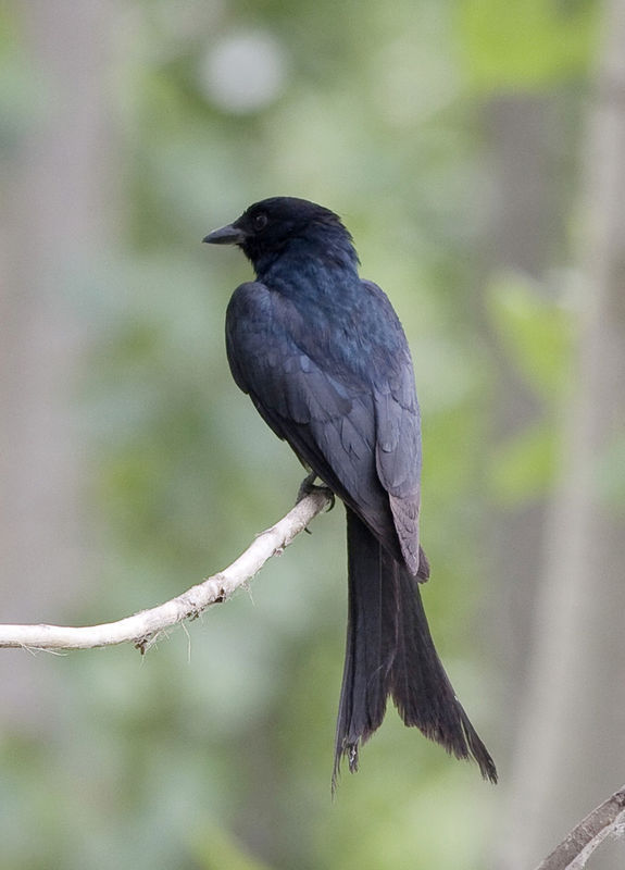 小时候看见黑色的鸟,尾巴长分叉,很瘦,长的像乌鸦,叫什么