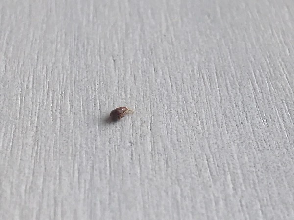 请问这种红褐色的小虫子是什么呢?家里有好多,很小,行动缓慢,容易抓.