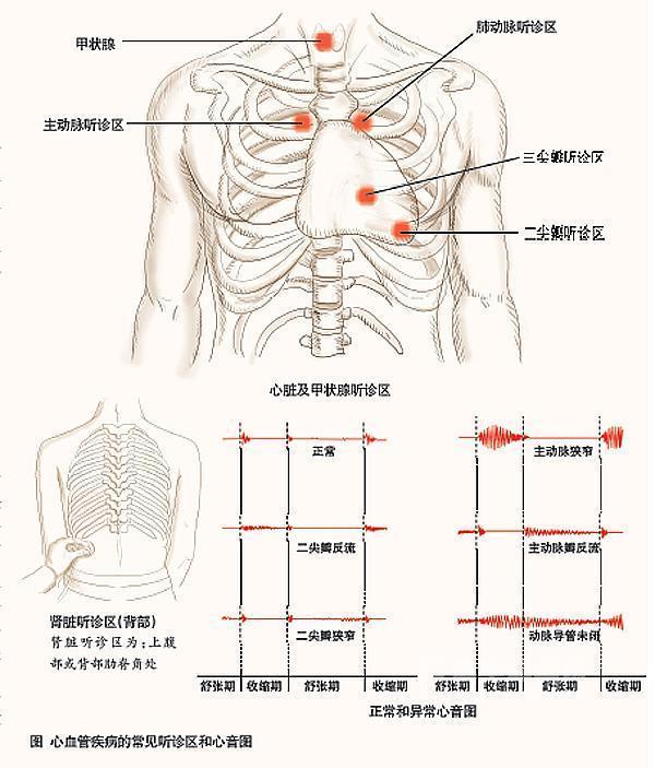 脾脏触诊的正常值