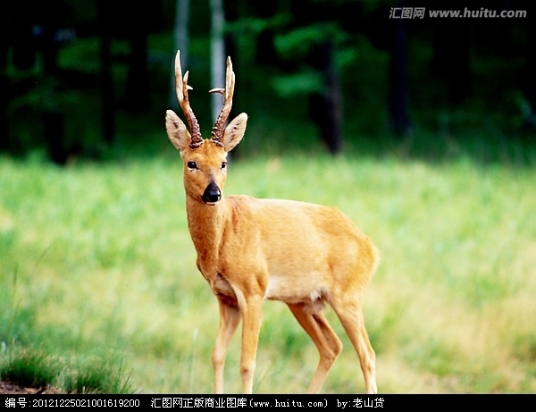 袍子是什么动物