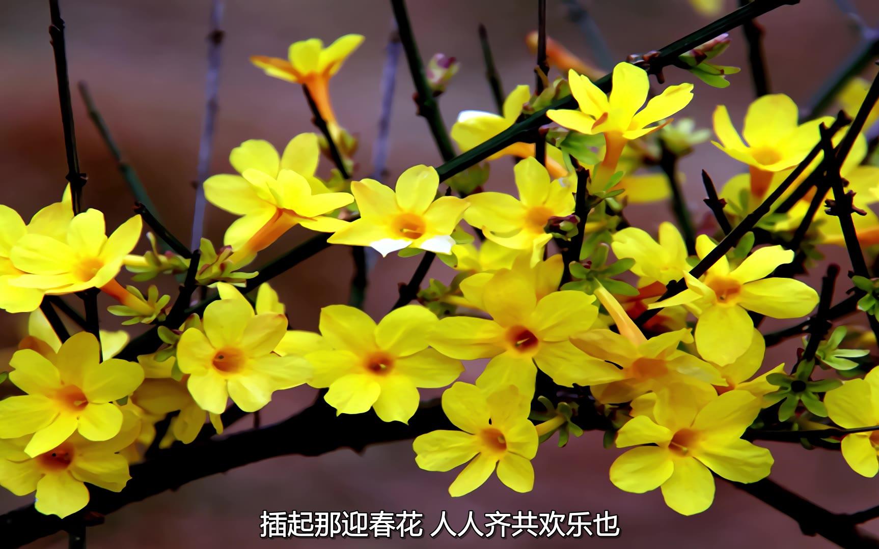 【洛天依v4c粤语】迎春花
