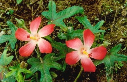 红色五瓣花j是什么花草?