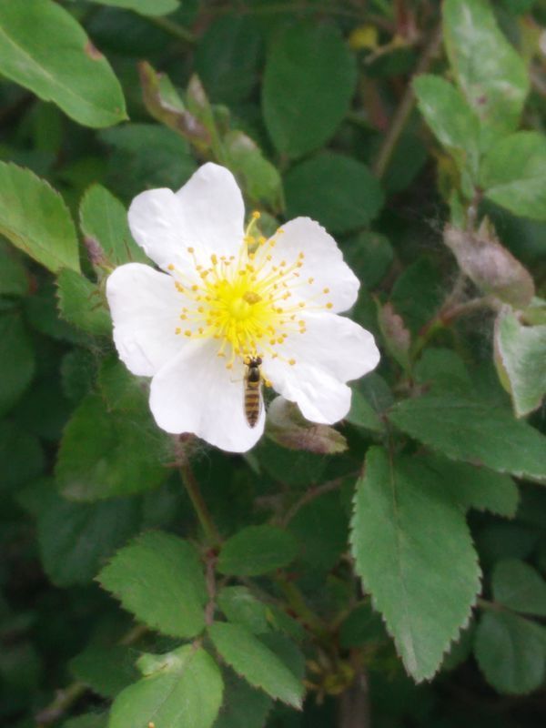 这是什么花 花蕊黄色 花瓣白色 山上的花朵