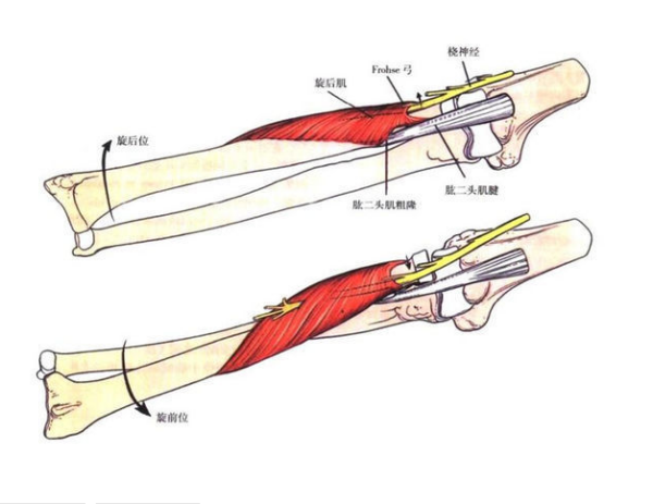 什么是前臂旋后位