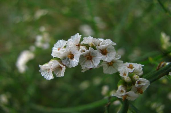 水晶草的花语是什么