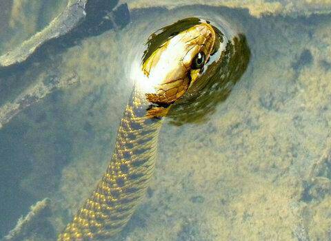 这是水蛇,无毒的,放心吧,有毒蛇一般就二颗毒牙,伤口是两个小洞,水蛇