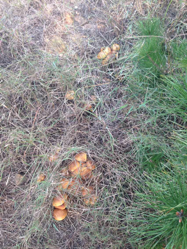 松树下面的红蘑菇可以吃吗?
