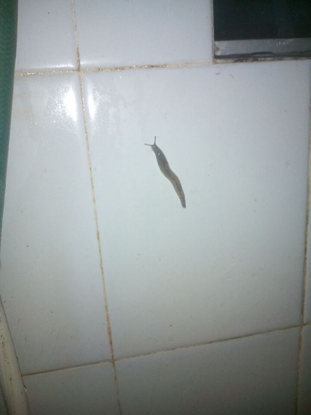 厕所里最近出现了好几条虫子,大概4cm吧,有触角,灰白的颜色,请问是