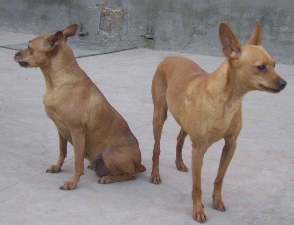韩国宠物狗品种短毛狗,短毛狗的品种,最好带图片.